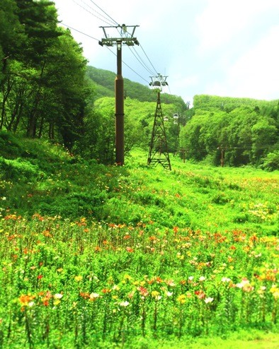 白馬岩岳のゆり園と人面魚 カフヱー花園