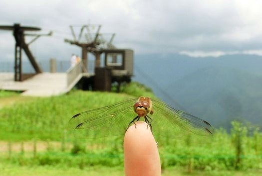 白馬岩岳のゆり園と人面魚 カフヱー花園