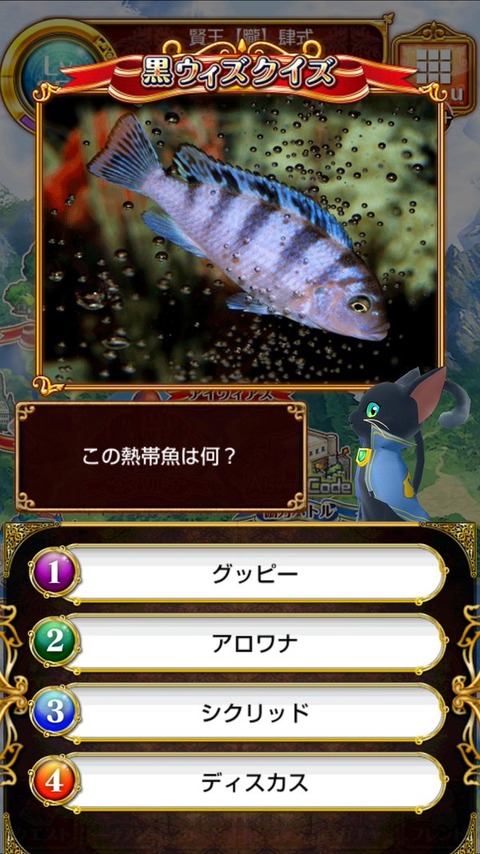 49シクリッド