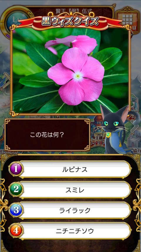 28ニチニチソウ