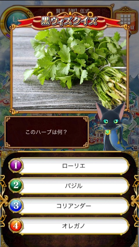 47コリアンダー