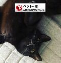 ペット(猫)ランキング