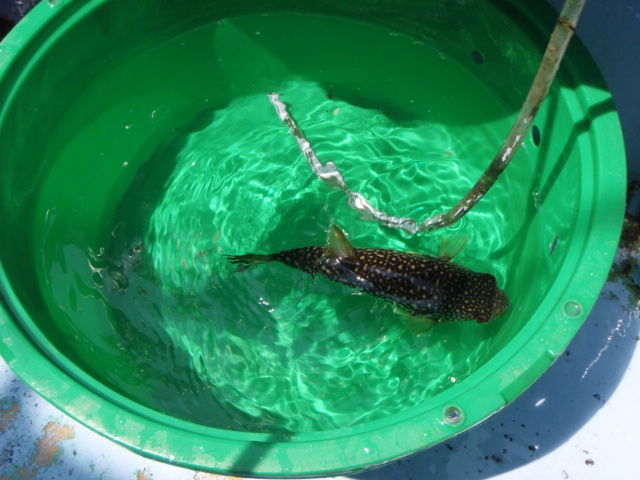 ショウサイフグ 鹿島 不動丸 14 04 26 黒猫の釣り逃亡記