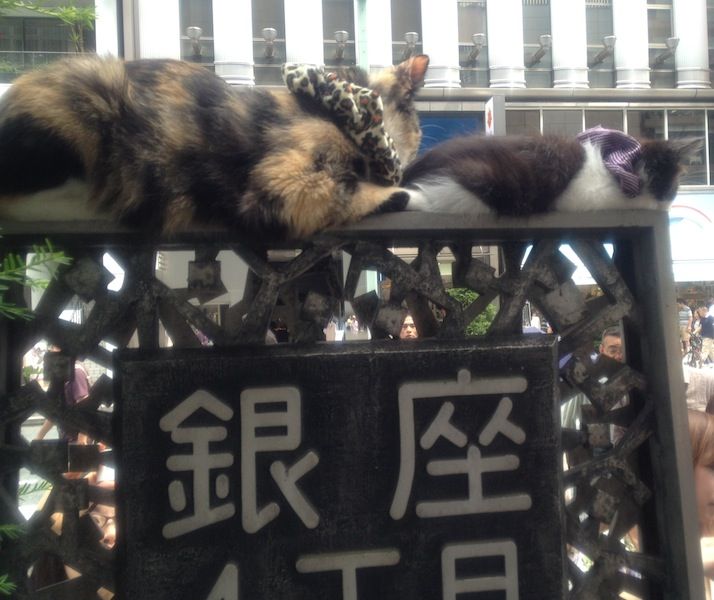 銀座猫 Monozuki Life 銀座猫 Monozuki Life