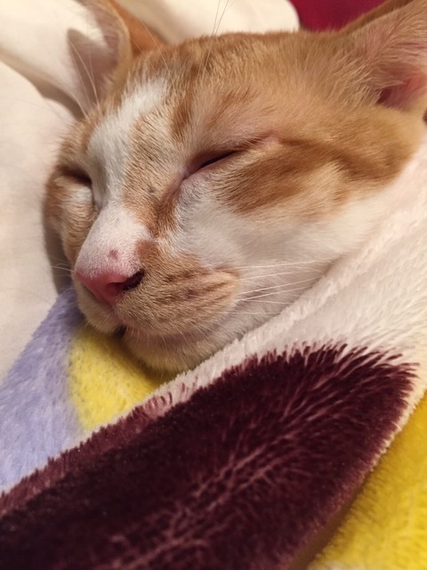 寝てます