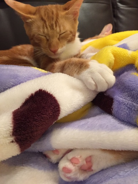 睡眠中~