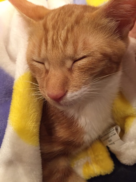 ねんね