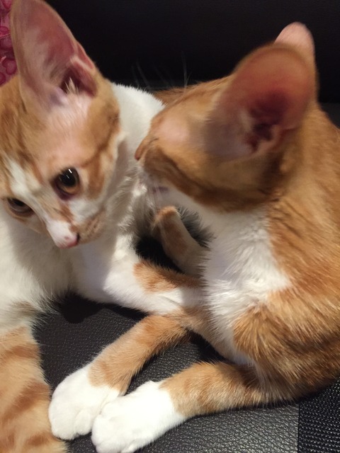 あそぼ