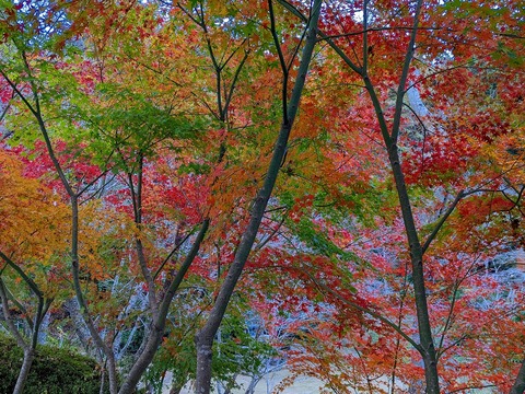 PXL_20221202_062831207