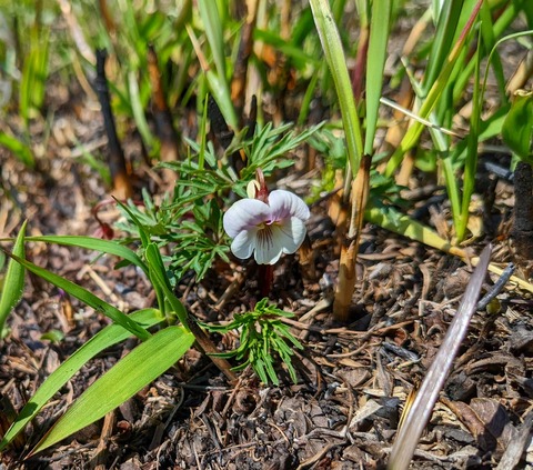 PXL_20220409_050447113