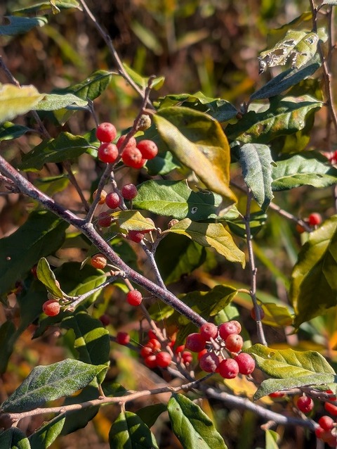 31