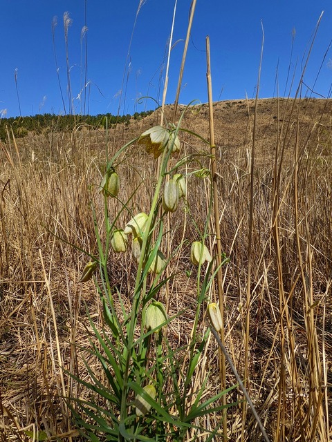 PXL_20220417_023523528