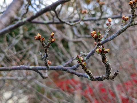 PXL_20221202_060849486