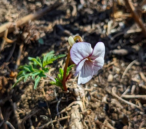 PXL_20220409_043614833