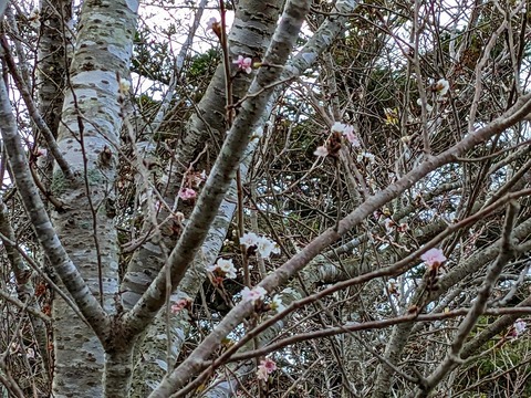 PXL_20221202_060628038