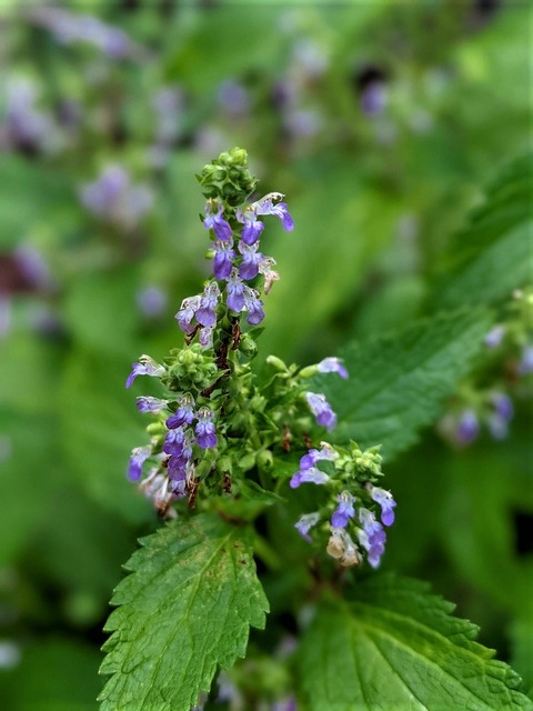 PXL_20210807_012723761.PORTRAIT