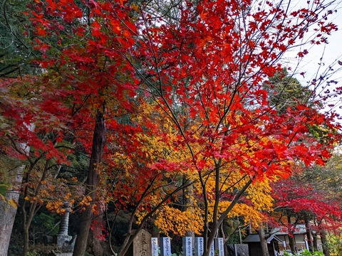 PXL_20221202_061734789