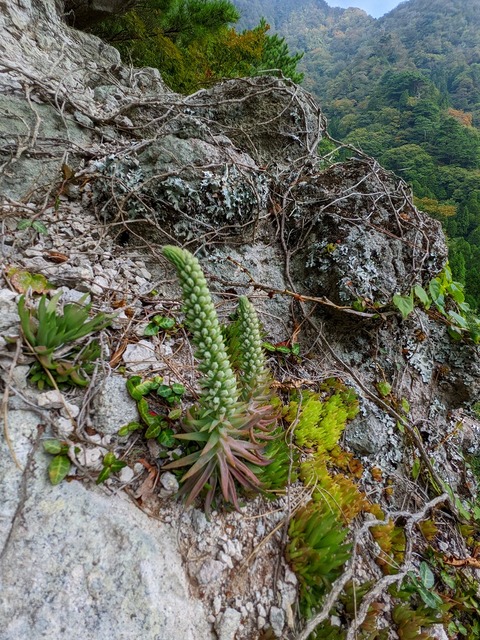 PXL_20221015_053646073