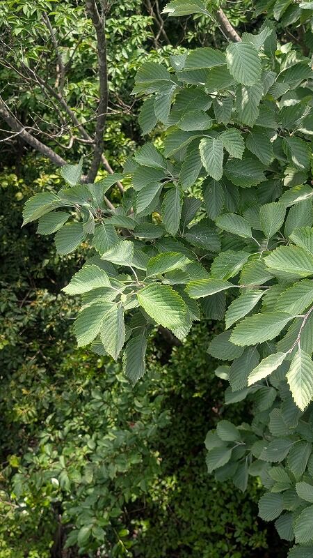 PXL_20260606_005913950