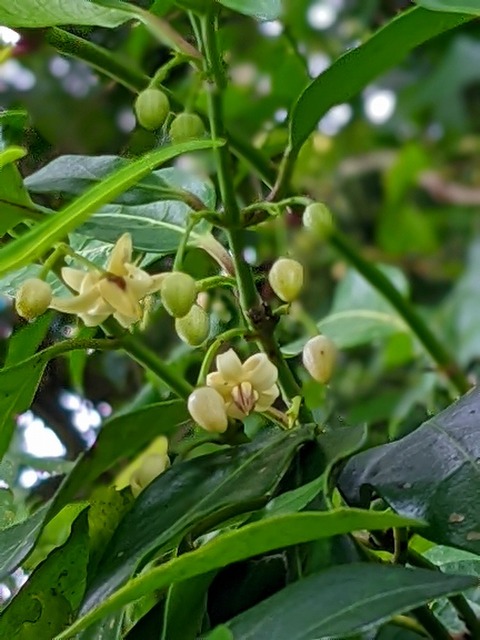 PXL_20220703_025837905.PORTRAIT