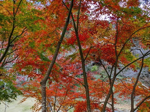 PXL_20221202_062640276