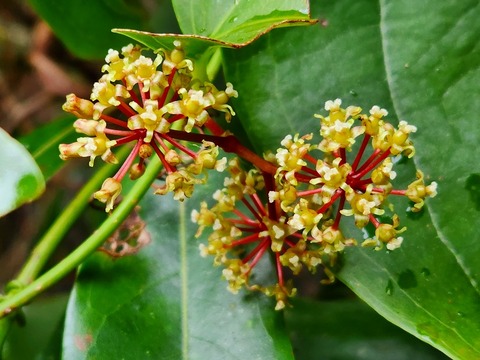 30雌花