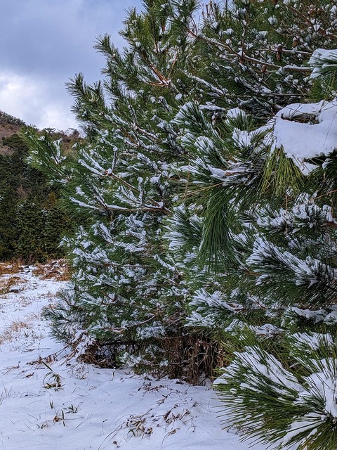 PXL_20221219_035417717