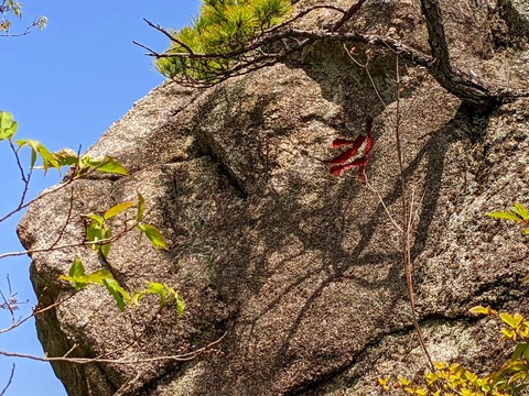28ライオン横顔