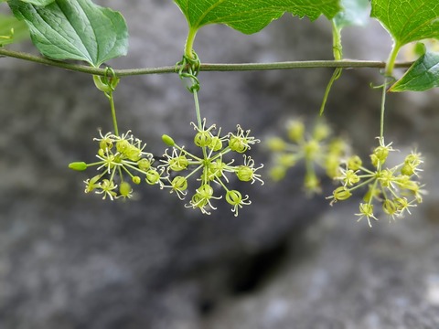 PXL_20220703_023329694.PORTRAIT