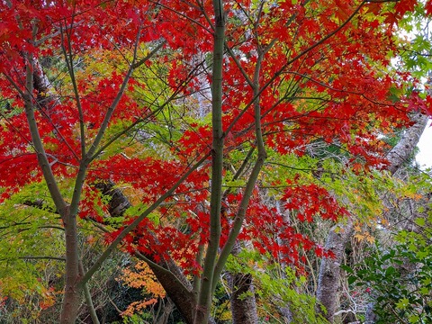 PXL_20221202_062827895