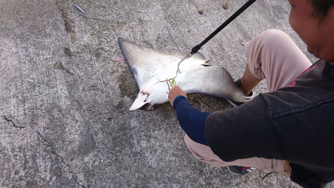 今日の中島埠頭 クロパグ親父の釣りだけしながら生きていきたい 今日の中島埠頭 クロパグ親父の釣りだけしながら生きていきたい