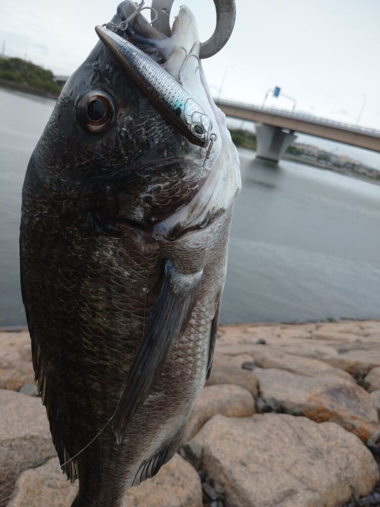 雨の中チヌトップ クロパグ親父の釣りだけしながら生きていきたい