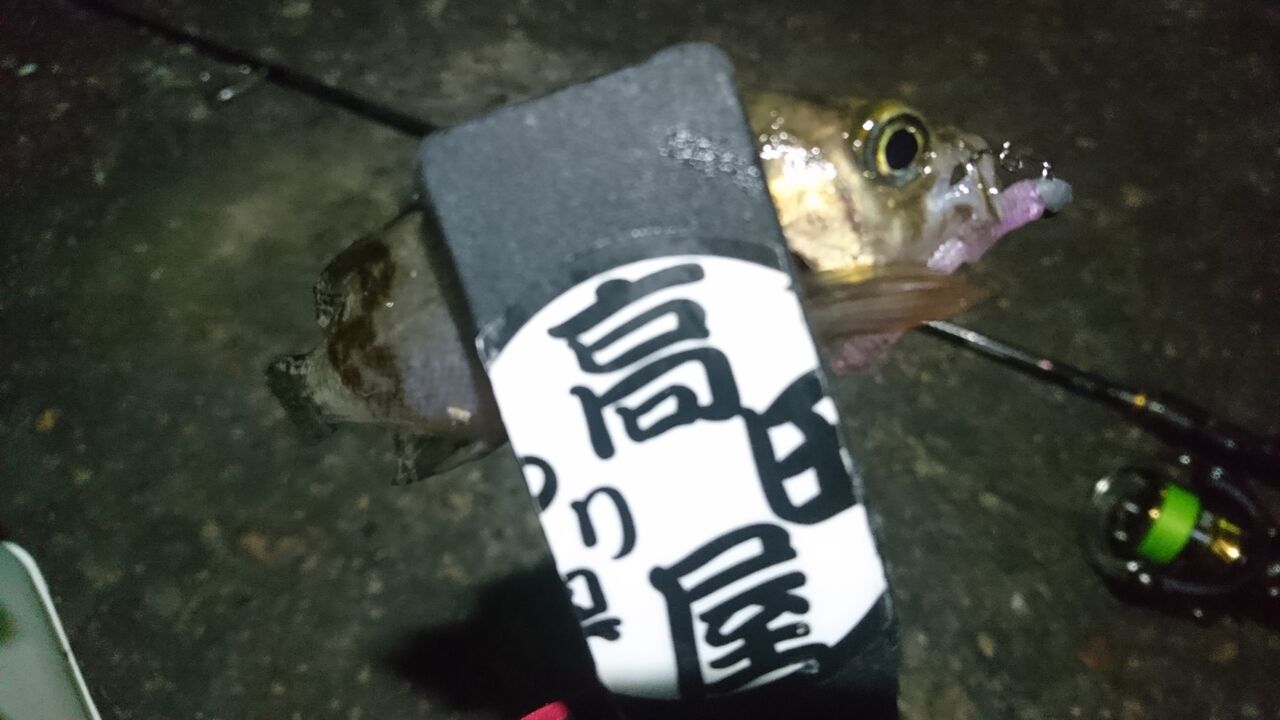 姫路でメバル クロパグ親父の釣りだけしながら生きていきたい