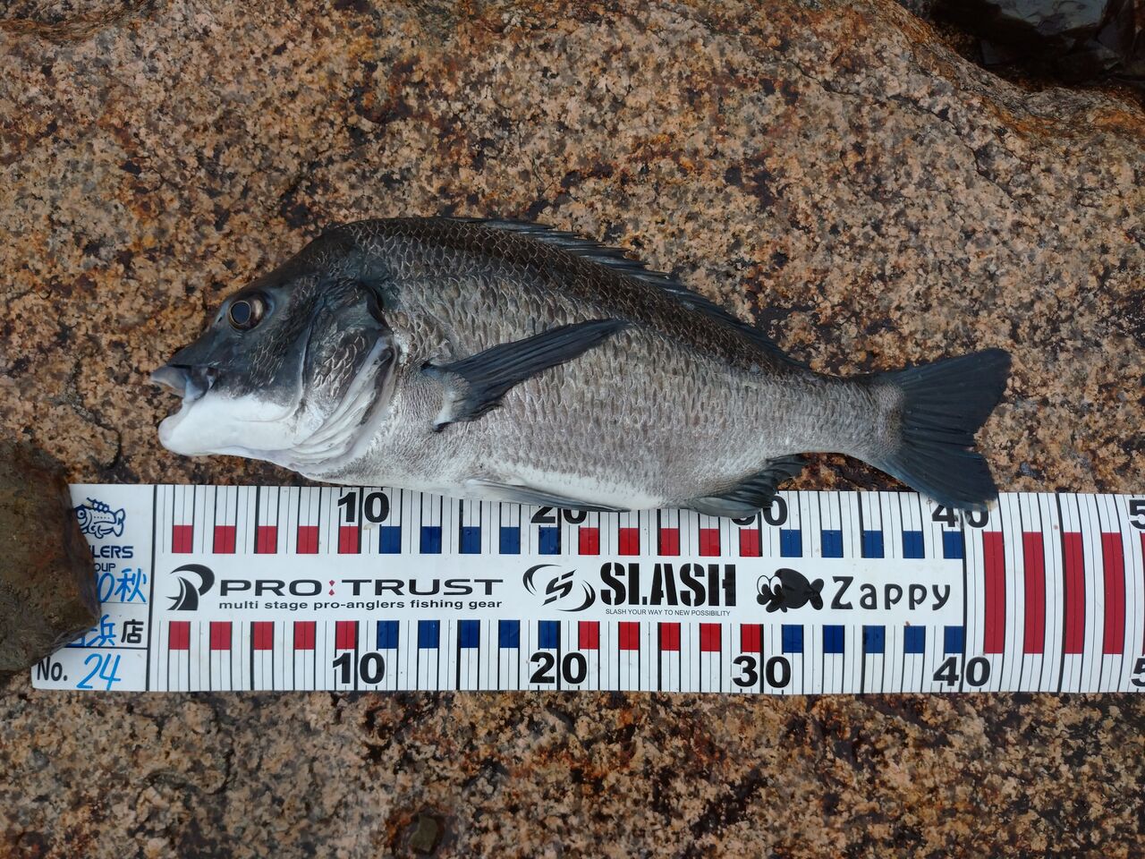 雨の中チヌトップ クロパグ親父の釣りだけしながら生きていきたい