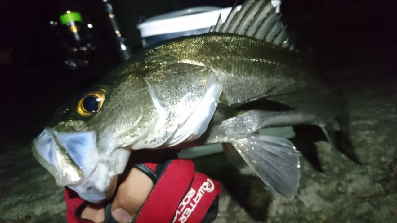 姫路でメバル クロパグ親父の釣りだけしながら生きていきたい