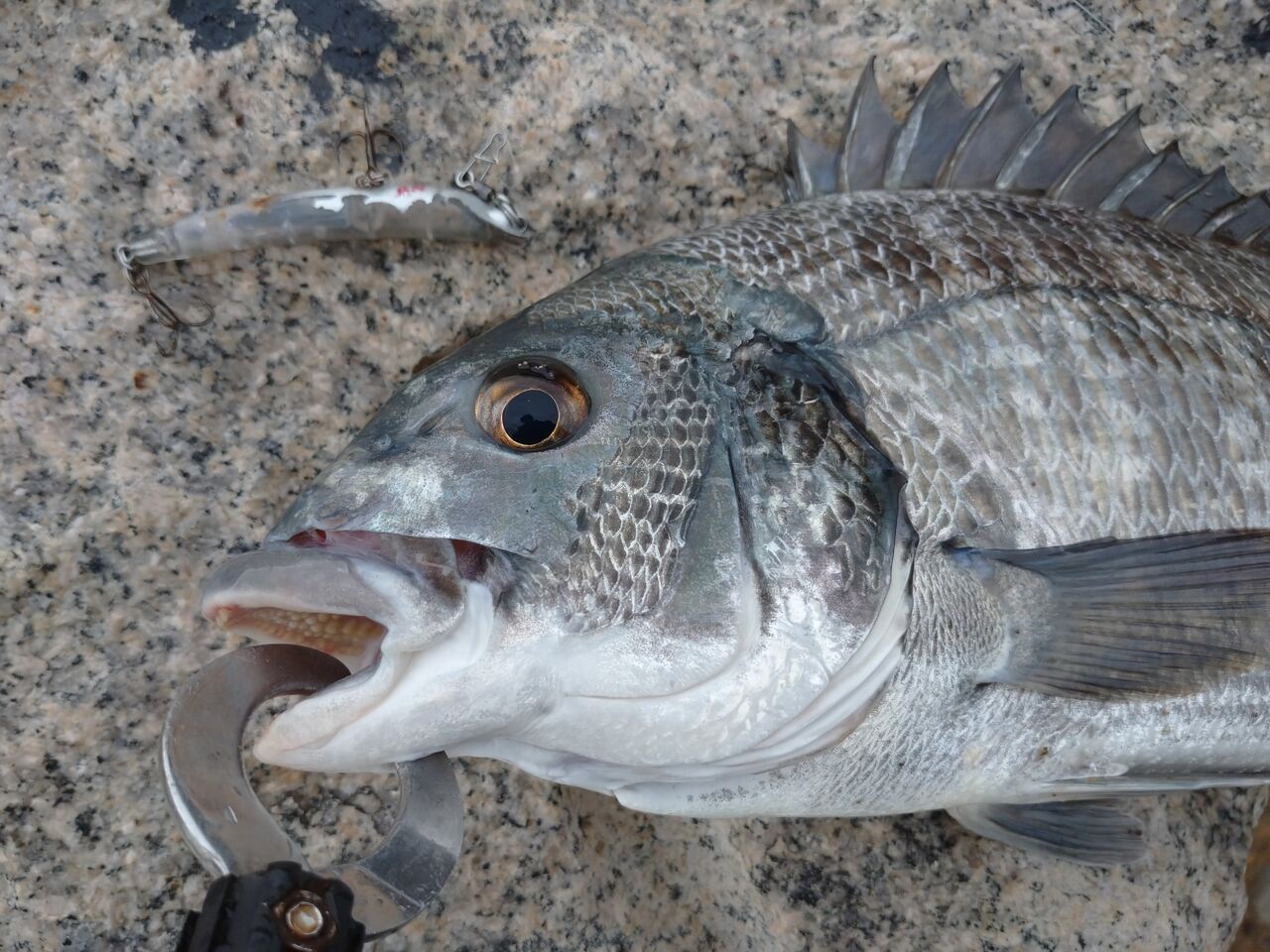 雨の中チヌトップ クロパグ親父の釣りだけしながら生きていきたい