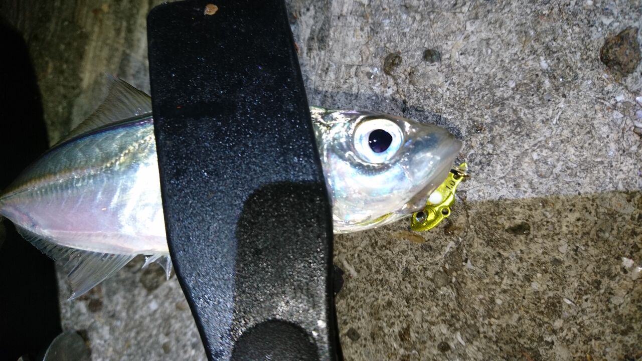 メタルアジング 姫路a R F クロパグ親父の釣りだけしながら生きていきたい