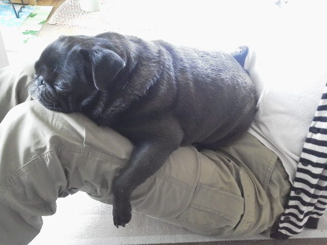 べったり 今日のパグ子 豆柴あき篇