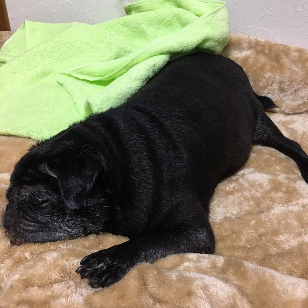 鎮痛剤 今日のパグ子