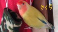 さくら