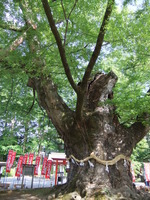 DSCF7254