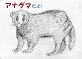 アナグマ