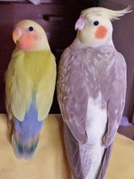 イチとサクラ