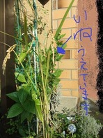 稲を植えています。