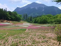 花は少し残っていました。