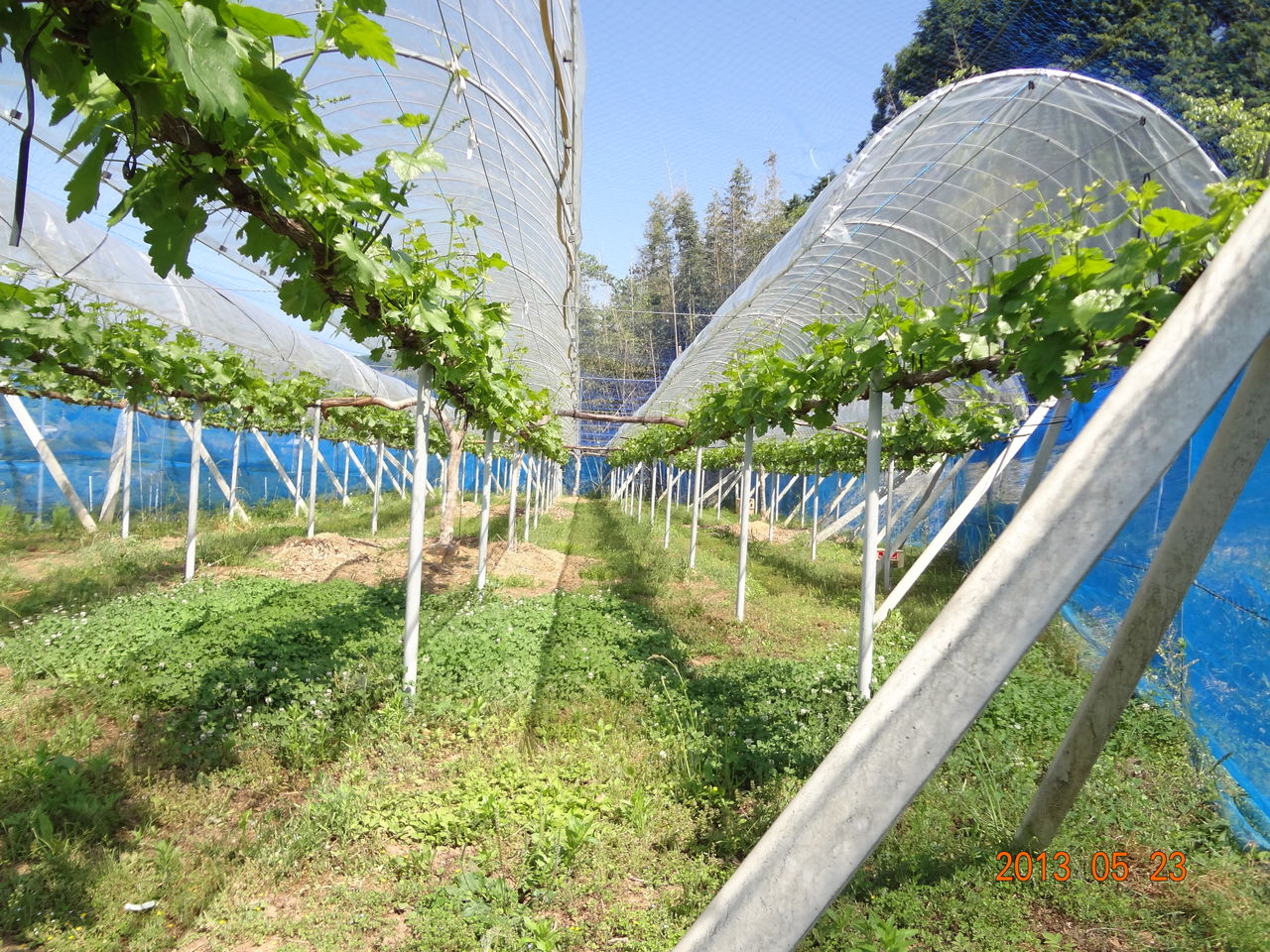 棚付けを始めました ぶどう イノシシ肉直売くろせ農園