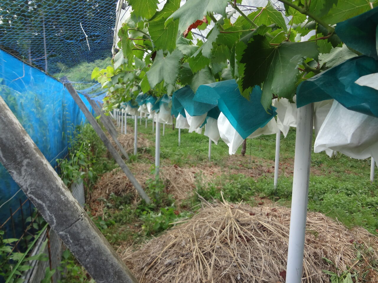 ぶどう傘を掛けています ぶどう イノシシ肉直売くろせ農園 ぶどう傘を掛けています ぶどう イノシシ肉直売くろせ農園