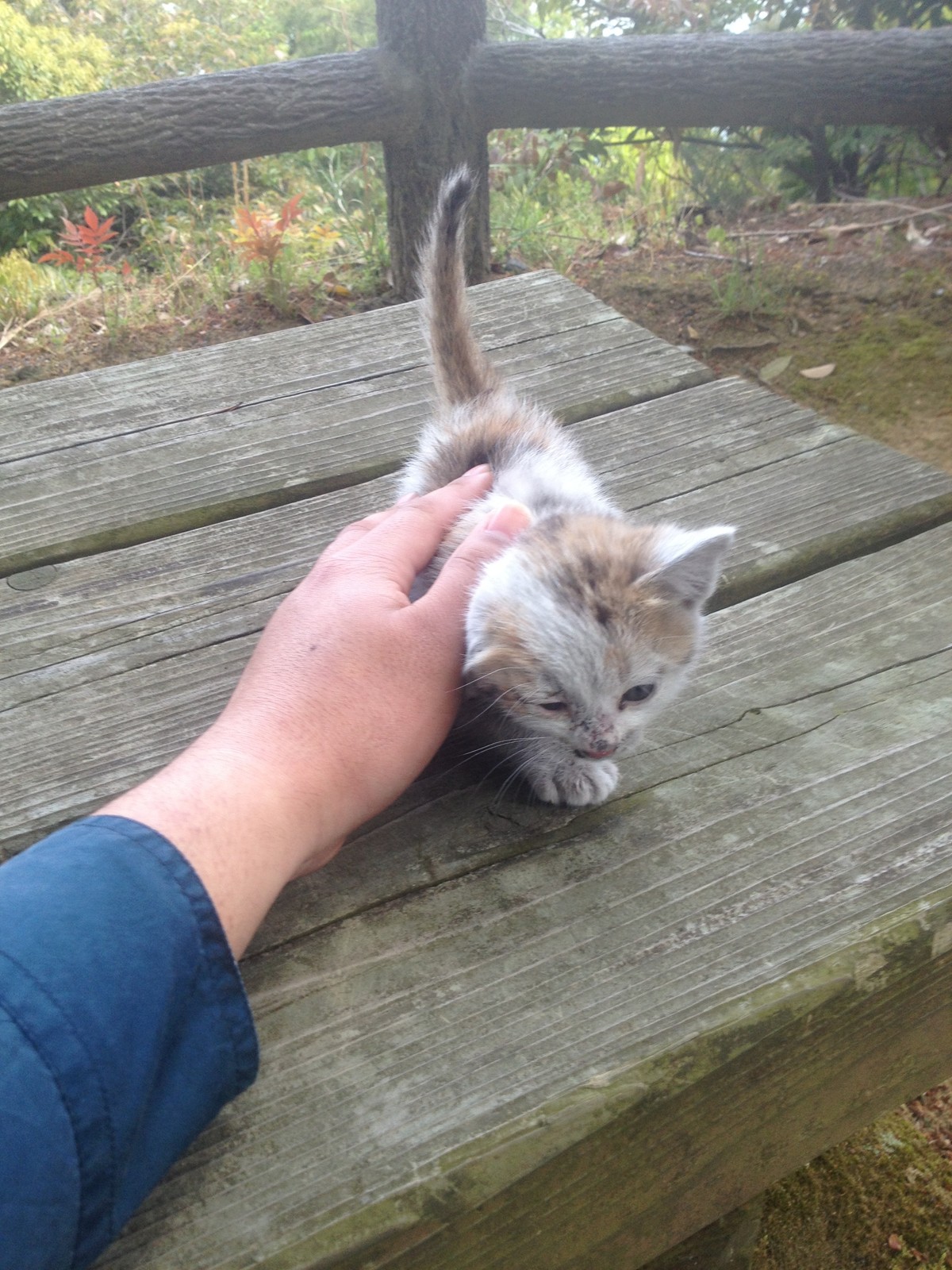 子猫拾った 気のまま旅行 気まぐれ写真