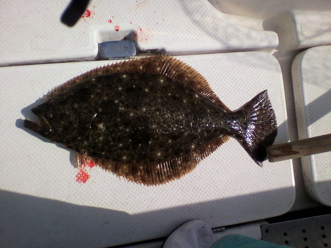 アオリイカを釣りに行ったら Kurosu Kunのblog