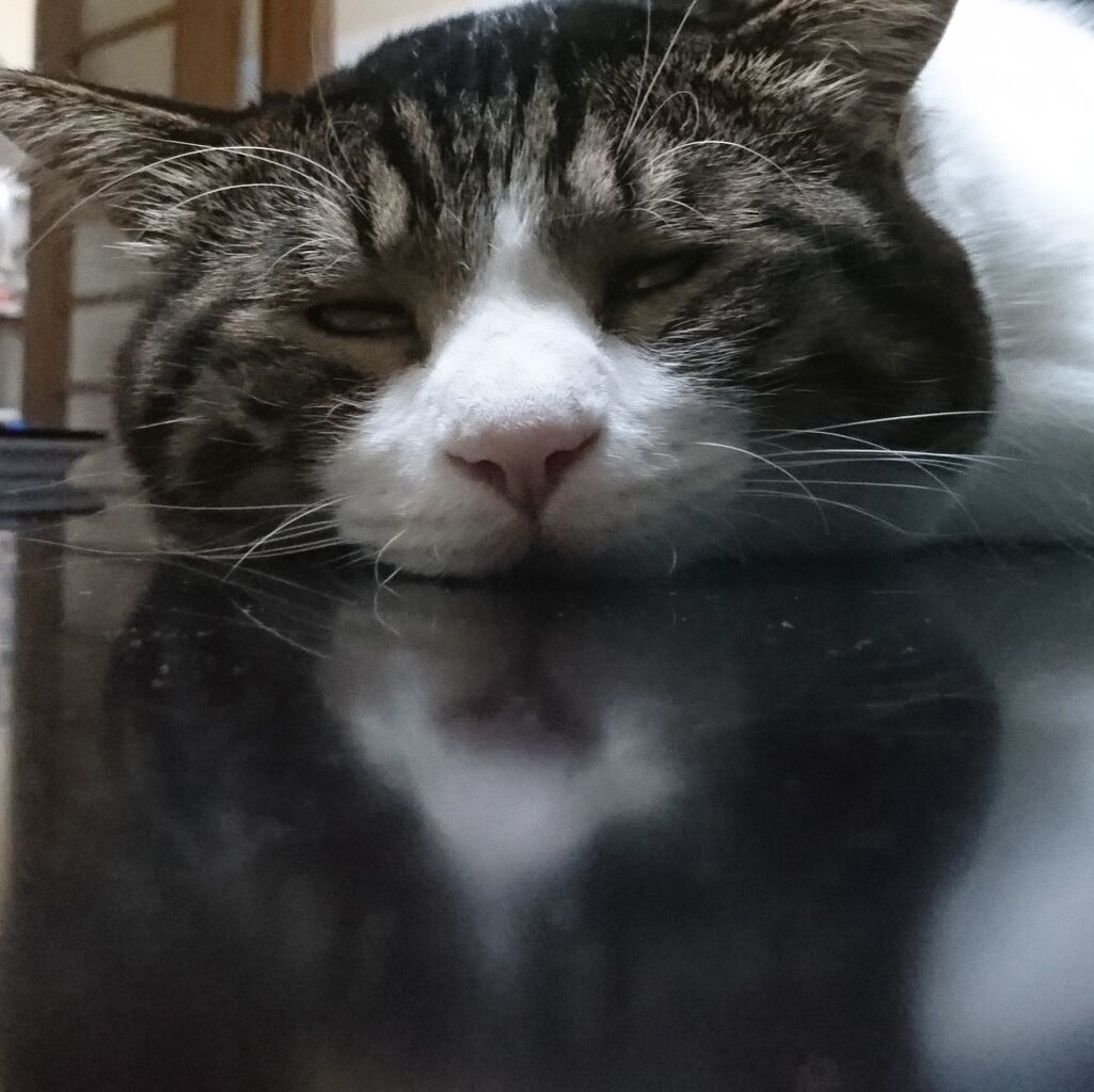 猫漫画 ユウくんやばいって いつのまにこんなに なポッチャリ猫 クロスケのねこまんが